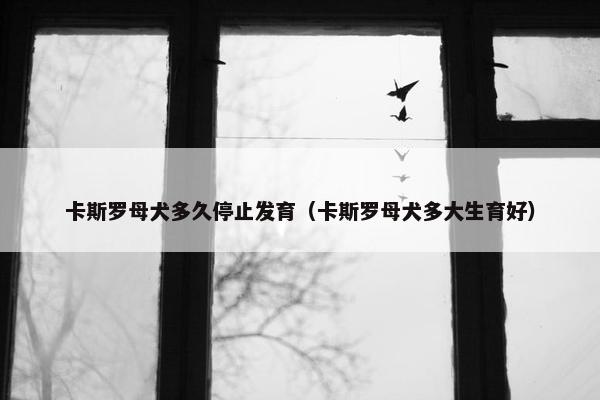 卡斯罗母犬多久停止发育（卡斯罗母犬多大生育好）