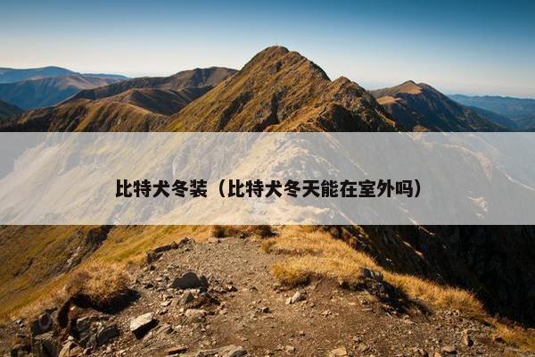 比特犬冬装（比特犬冬天能在室外吗）