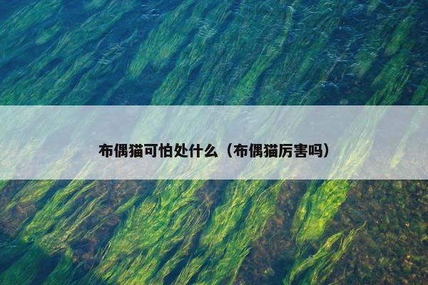 布偶猫可怕处什么（布偶猫厉害吗）