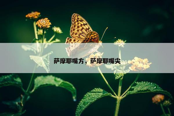 萨摩耶嘴方，萨摩耶嘴尖