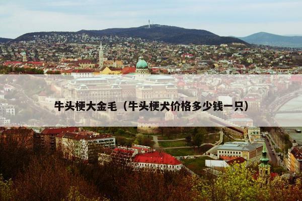 牛头梗大金毛（牛头梗犬价格多少钱一只）