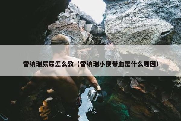 雪纳瑞尿尿怎么教（雪纳瑞小便带血是什么原因）