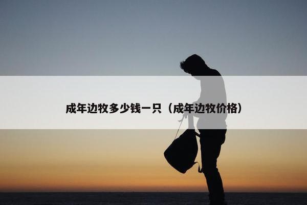 成年边牧多少钱一只（成年边牧价格）