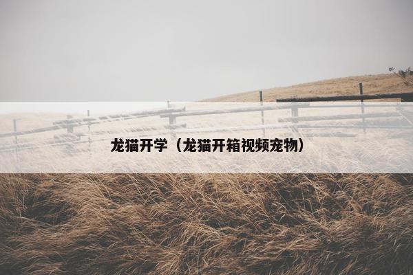 龙猫开学（龙猫开箱视频宠物）