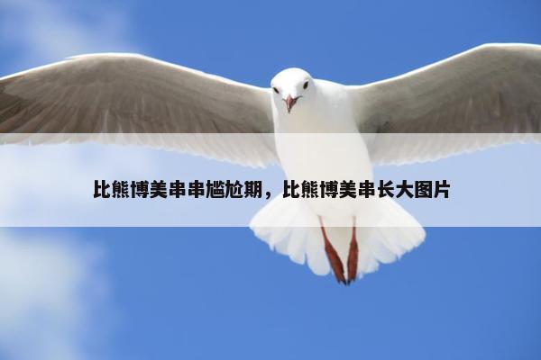 比熊博美串串尴尬期，比熊博美串长大图片