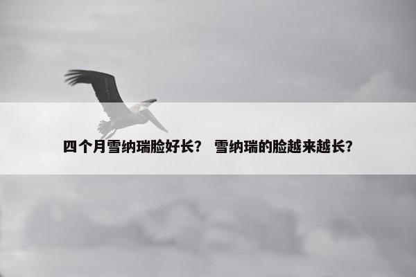 四个月雪纳瑞脸好长？ 雪纳瑞的脸越来越长？