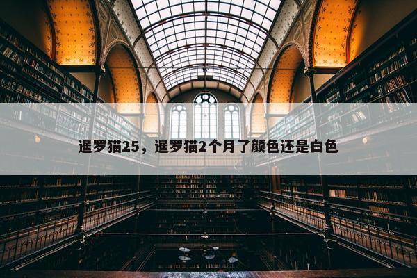 暹罗猫25，暹罗猫2个月了颜色还是白色