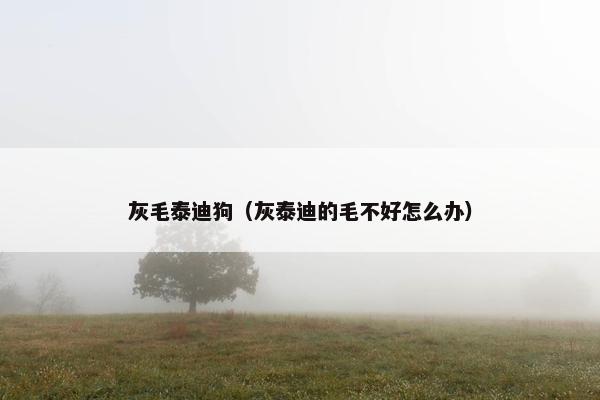 灰毛泰迪狗（灰泰迪的毛不好怎么办）
