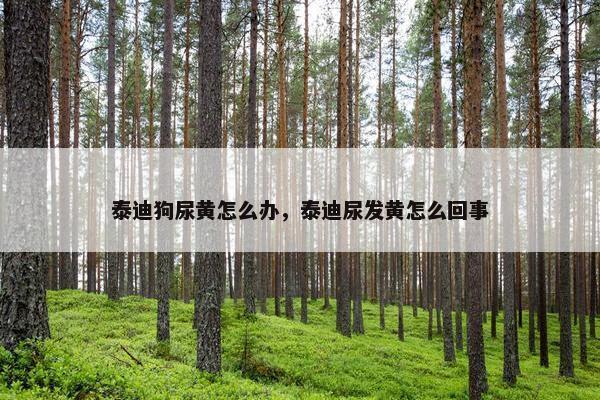 泰迪狗尿黄怎么办，泰迪尿发黄怎么回事
