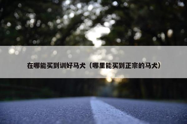 在哪能买到训好马犬（哪里能买到正宗的马犬）