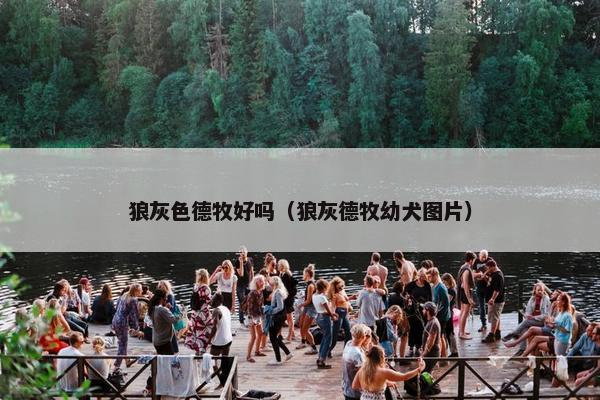 狼灰色德牧好吗（狼灰德牧幼犬图片）