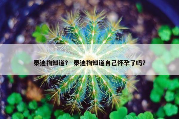 泰迪狗知道？ 泰迪狗知道自己怀孕了吗？