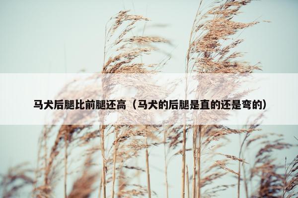 马犬后腿比前腿还高（马犬的后腿是直的还是弯的）