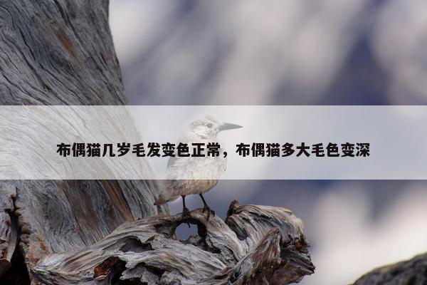 布偶猫几岁毛发变色正常，布偶猫多大毛色变深