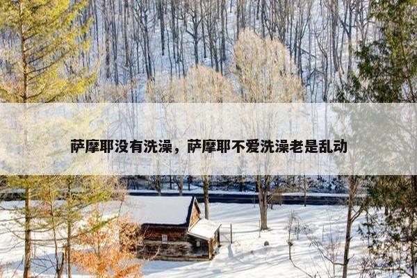 萨摩耶没有洗澡，萨摩耶不爱洗澡老是乱动