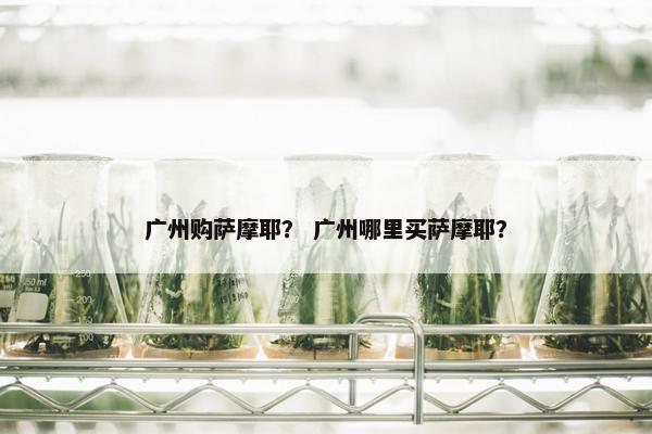 广州购萨摩耶？ 广州哪里买萨摩耶？