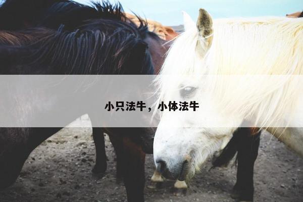 小只法牛，小体法牛