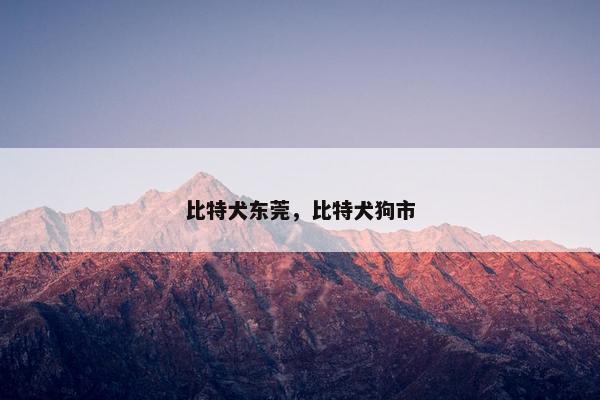 比特犬东莞，比特犬狗市