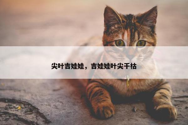 尖叶吉娃娃，吉娃娃叶尖干枯
