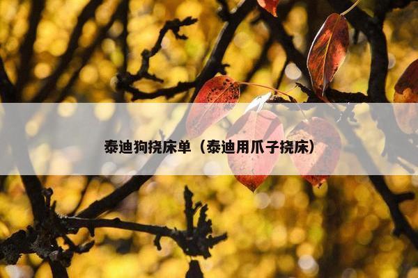 泰迪狗挠床单（泰迪用爪子挠床）