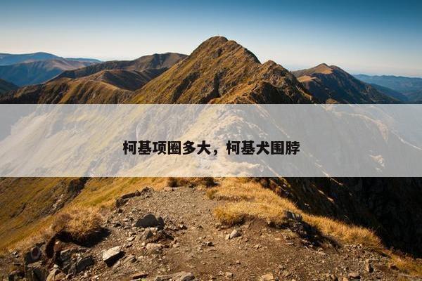柯基项圈多大，柯基犬围脖