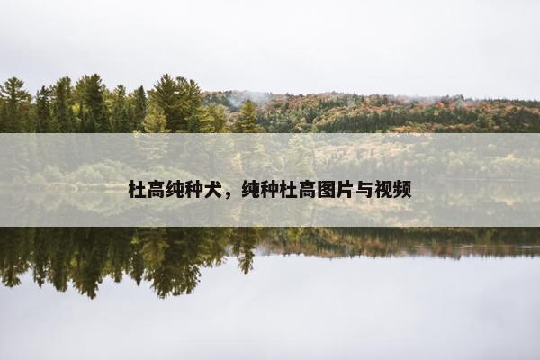 杜高纯种犬，纯种杜高图片与视频