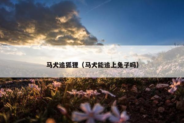 马犬追狐狸（马犬能追上兔子吗）