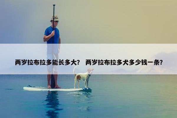 两岁拉布拉多能长多大？ 两岁拉布拉多犬多少钱一条？