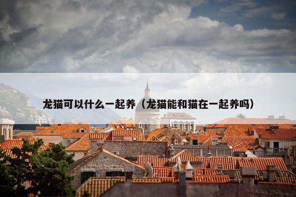 龙猫可以什么一起养（龙猫能和猫在一起养吗）