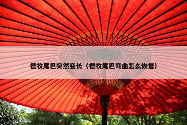 德牧尾巴突然变长（德牧尾巴弯曲怎么恢复）