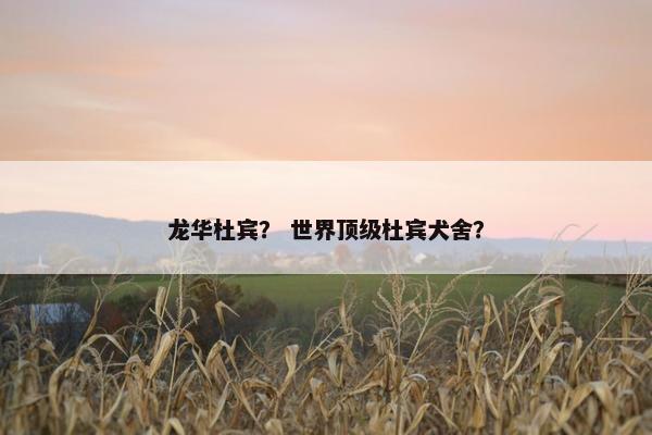 龙华杜宾？ 世界顶级杜宾犬舍？