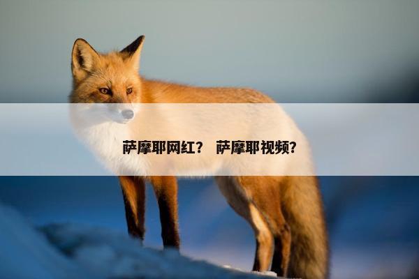 萨摩耶网红？ 萨摩耶视频？