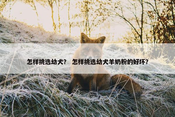 怎样挑选幼犬？ 怎样挑选幼犬羊奶粉的好坏？