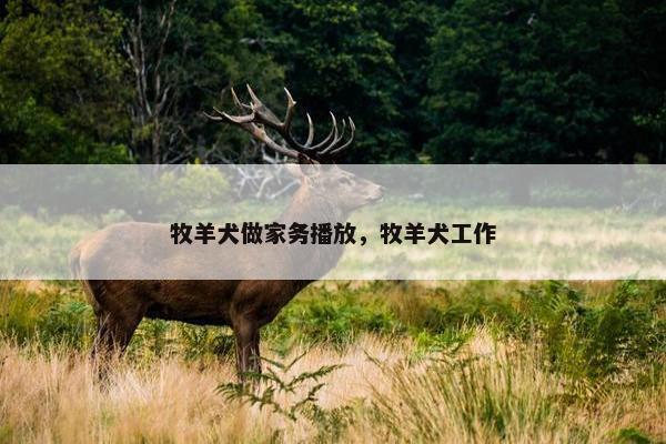 牧羊犬做家务播放，牧羊犬工作