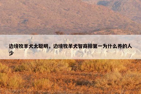 边境牧羊犬太聪明，边境牧羊犬智商排第一为什么养的人少