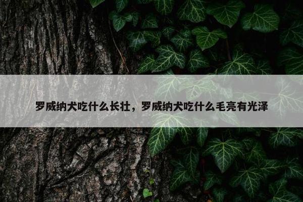 罗威纳犬吃什么长壮，罗威纳犬吃什么毛亮有光泽