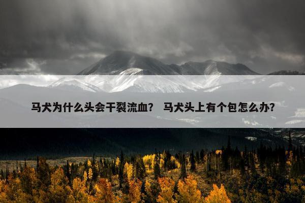 马犬为什么头会干裂流血？ 马犬头上有个包怎么办？