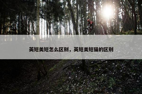 英短美短怎么区别，英短美短猫的区别