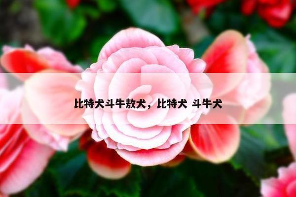 比特犬斗牛敖犬，比特犬 斗牛犬