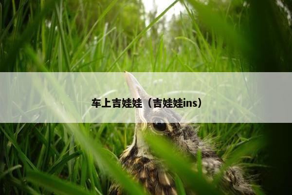 车上吉娃娃（吉娃娃ins）