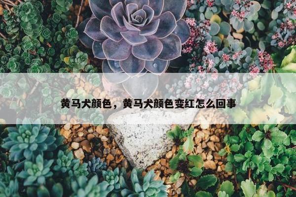 黄马犬颜色，黄马犬颜色变红怎么回事