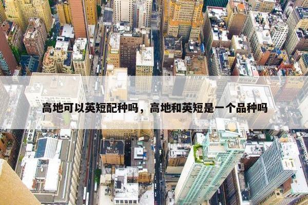 高地可以英短配种吗，高地和英短是一个品种吗
