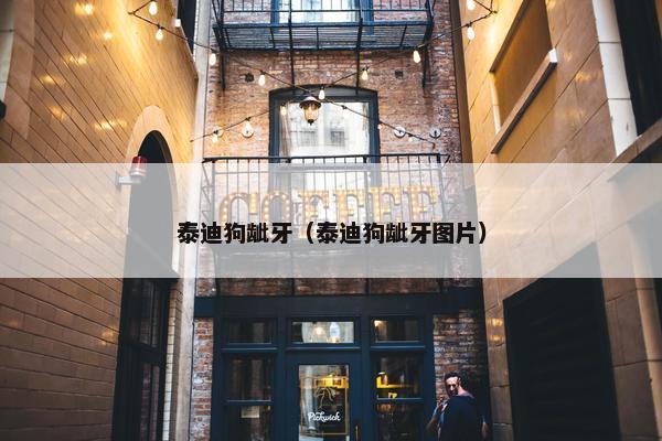 泰迪狗龇牙（泰迪狗龇牙图片）
