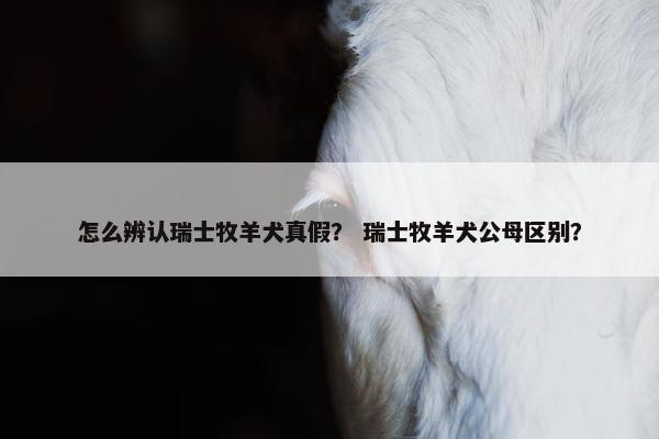 怎么辨认瑞士牧羊犬真假？ 瑞士牧羊犬公母区别？