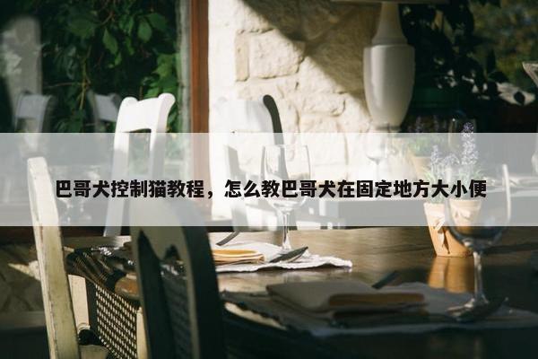 巴哥犬控制猫教程，怎么教巴哥犬在固定地方大小便