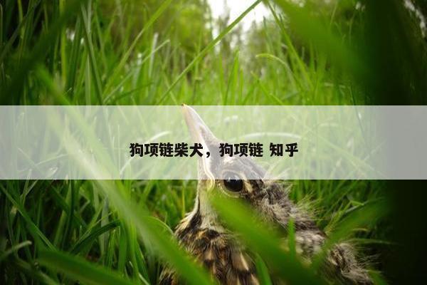 狗项链柴犬，狗项链 知乎