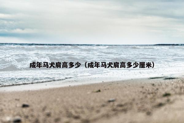 成年马犬肩高多少（成年马犬肩高多少厘米）