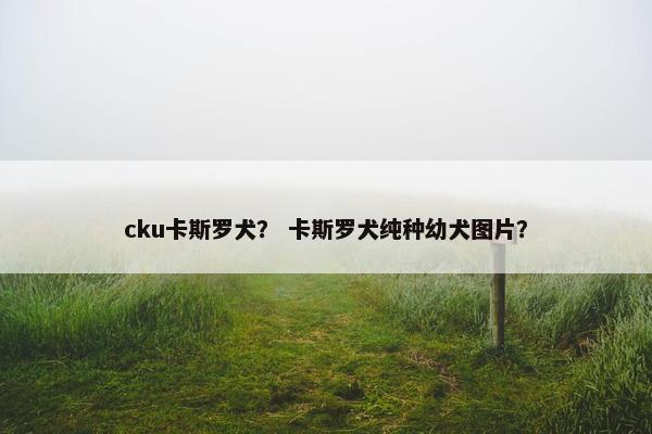 cku卡斯罗犬？ 卡斯罗犬纯种幼犬图片？