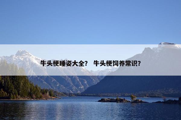 牛头梗睡姿大全？ 牛头梗饲养常识？