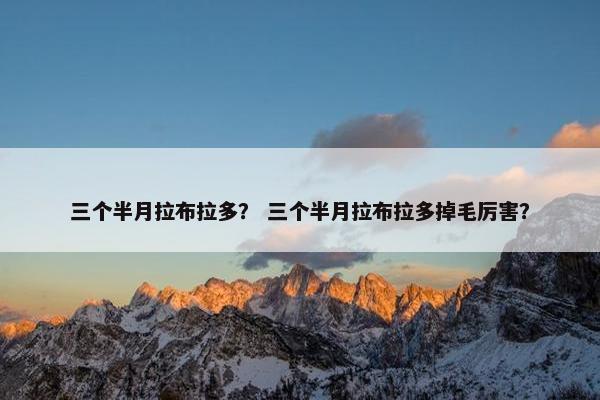 三个半月拉布拉多？ 三个半月拉布拉多掉毛厉害？
